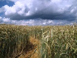 Cornfield Away Sky