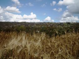 Spike Field Sky