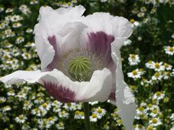 Close-up of the beautiful and colorful, blossoming poppy flower, above the white and yellow flowers
