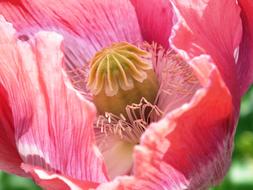 wondrous Poppy Pink Close Up