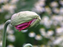 green pink Poppy Bud