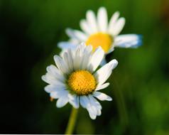 two white daisies on a blurred background