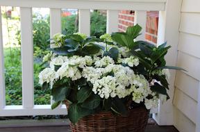 Hydrangea flowers in Basket on Balcony