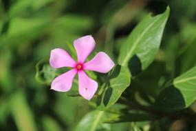 wondrous Pink Floral