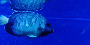Fish Blue Tank