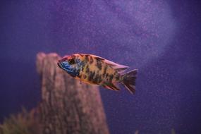 Fish Tank