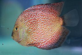 Fish Red Dots Tank