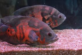 Gray Tank Fishes