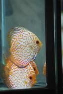 Fish White Tank