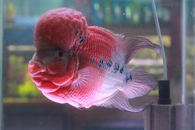 Fish Pink Purple