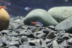 Fish Stones Small