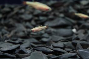 Fish Tiny Tank