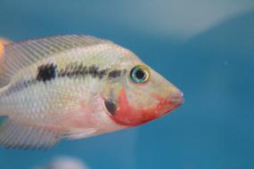 Fish White Tank