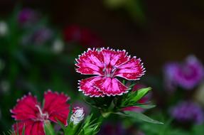 red pink Dianthus Flower Blossom