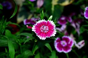 fascinating Dianthus Flower