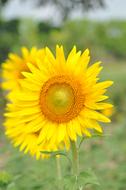Sunflowers blooming in garden
