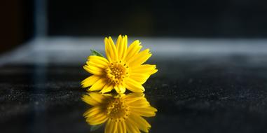 Yellow Flower Beautiful mirror