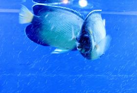 Fish Blue Aquarium