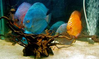Discus Fish Aquarium