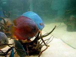 Discus Fish Aquarium