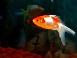 Goldfish Fish Aquarium