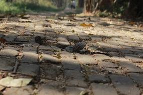 Garden Cobblestones Pathway