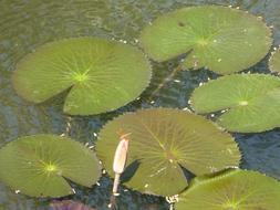 Lily Pads Lotus Leaves in pond