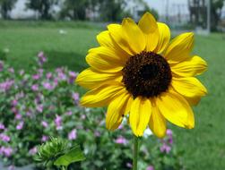 Sunflower Ornamental Macro flower