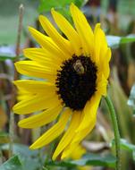 Sunflower Ornamental and Bee