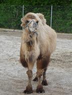 Dromedary Camel Camelus