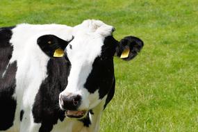 Cow Milk Holstein Cattle
