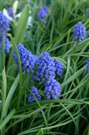 Hyacinth Flower Blue green