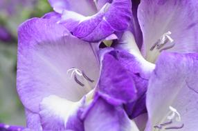 Gladiolus Purple close-up on blurred background