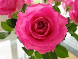 pink Rose Flower green leaves