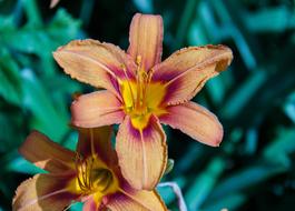 wonderful Lily Orange Flowers
