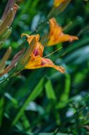 Lily Orange Flowers at garden