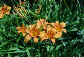 Close-up of the beautiful, blooming, orange and red lily flowers, among the green plants in summer