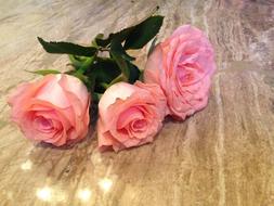 Roses Pink