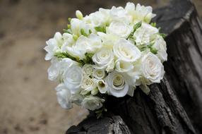 Flower Rose Bride white