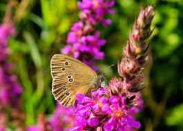 Butterfly and pink Flower