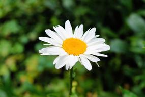 wondrous Daisy Flower