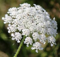 Chervil Umbelliferae