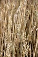 Cereals Cornfield Field