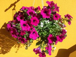 purple flowers in a pot hanging on the balcony