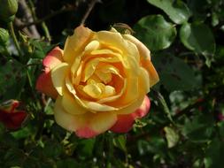 closeup picture of yellow Rose with pink spots