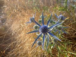 Flower Prato and dry grass