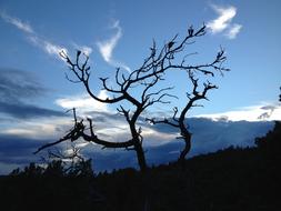 Evening Himmel Tree