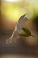 closeup photo of White Flower at garden