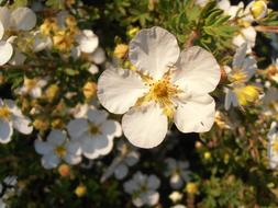 Flower Spring white yellow