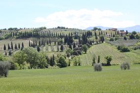 Green Tuscany Trees